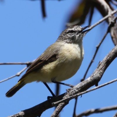 Acanthiza chrysorrhoa (Yellow-rumped Thornbill) at Pialligo, ACT - 17 Nov 2021 by jbromilow50