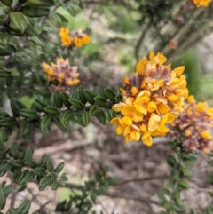 Oxylobium ellipticum (Common Shaggy Pea) at Tennent, ACT - 18 Nov 2021 by WalterEgo