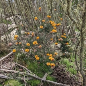 Oxylobium ellipticum at Tennent, ACT - 18 Nov 2021