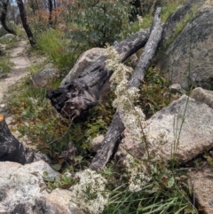 Olearia erubescens (Silky Daisybush) at Tennent, ACT - 17 Nov 2021 by WalterEgo