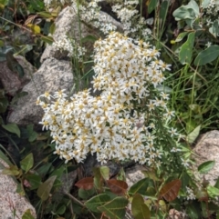 Olearia erubescens at Tennent, ACT - 18 Nov 2021 10:59 AM