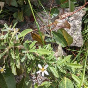 Olearia erubescens at Tennent, ACT - 18 Nov 2021