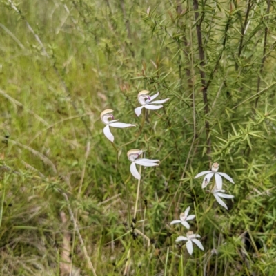 Caladenia moschata (Musky Caps) at Tennent, ACT - 17 Nov 2021 by WalterEgo