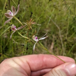 Caladenia moschata at Tennent, ACT - suppressed