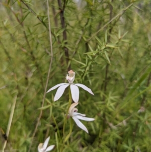 Caladenia moschata at Tennent, ACT - suppressed