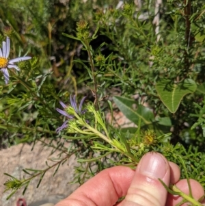 Olearia tenuifolia at Tennent, ACT - 18 Nov 2021 10:08 AM