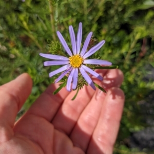 Olearia tenuifolia at Tennent, ACT - 18 Nov 2021 10:08 AM