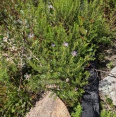 Olearia tenuifolia at Tennent, ACT - 18 Nov 2021 10:08 AM