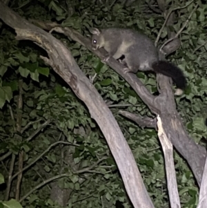 Trichosurus vulpecula at Jerrabomberra, NSW - 18 Nov 2021