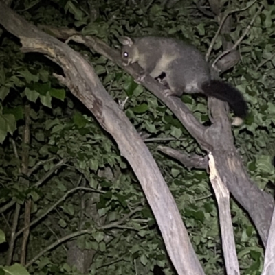 Trichosurus vulpecula (Common Brushtail Possum) at Jerrabomberra, NSW - 18 Nov 2021 by Steve_Bok