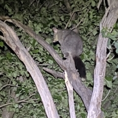 Trichosurus vulpecula at Jerrabomberra, NSW - 18 Nov 2021