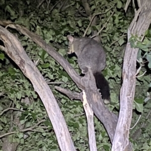 Trichosurus vulpecula at Jerrabomberra, NSW - 18 Nov 2021