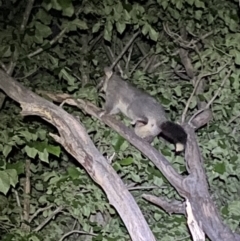 Trichosurus vulpecula at Jerrabomberra, NSW - 18 Nov 2021