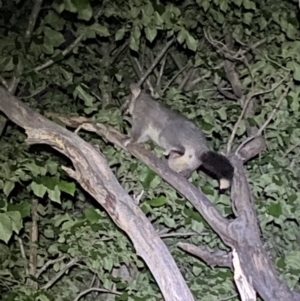 Trichosurus vulpecula at Jerrabomberra, NSW - 18 Nov 2021