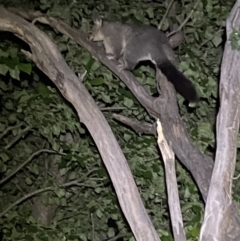 Trichosurus vulpecula at Jerrabomberra, NSW - 18 Nov 2021