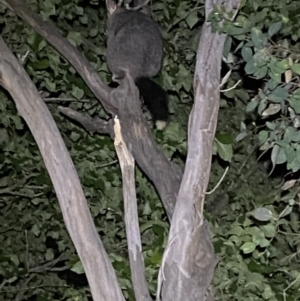 Trichosurus vulpecula at Jerrabomberra, NSW - 18 Nov 2021