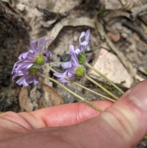 Calotis scabiosifolia var. integrifolia at Tennent, ACT - 18 Nov 2021 10:52 AM