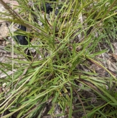 Calotis scabiosifolia var. integrifolia at Tennent, ACT - 18 Nov 2021 10:52 AM