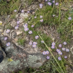 Calotis scabiosifolia var. integrifolia at Tennent, ACT - 18 Nov 2021 10:52 AM