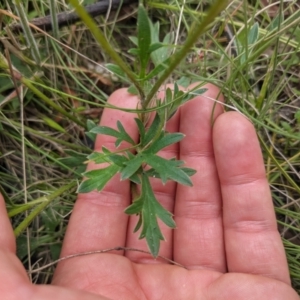 Ranunculus lappaceus at Tennent, ACT - 18 Nov 2021 11:01 AM