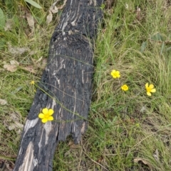 Ranunculus lappaceus at Tennent, ACT - 18 Nov 2021 11:01 AM