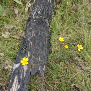 Ranunculus lappaceus at Tennent, ACT - 18 Nov 2021 11:01 AM