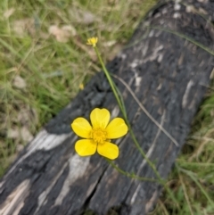 Ranunculus lappaceus at Tennent, ACT - 18 Nov 2021 11:01 AM