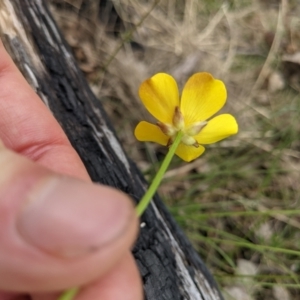 Ranunculus lappaceus at Tennent, ACT - 18 Nov 2021 11:01 AM