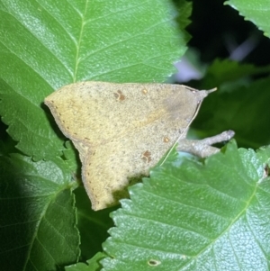 Rhapsa suscitatalis at Jerrabomberra, NSW - 18 Nov 2021