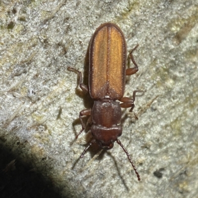 Platisus sp. (genus) (Flat bark beetle) at Jerrabomberra, NSW - 18 Nov 2021 by SteveBorkowskis