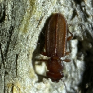 Platisus sp. (genus) at Jerrabomberra, NSW - 18 Nov 2021