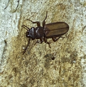 Platisus sp. (genus) at Jerrabomberra, NSW - 18 Nov 2021