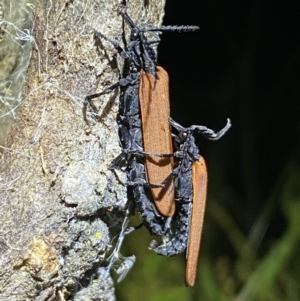 Porrostoma rhipidium at Jerrabomberra, NSW - 18 Nov 2021