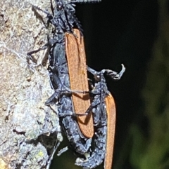 Porrostoma rhipidium at Jerrabomberra, NSW - 18 Nov 2021