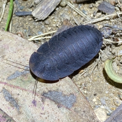 Laxta sp. (genus) (Bark cockroach) at Jerrabomberra, NSW - 18 Nov 2021 by SteveBorkowskis