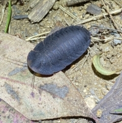 Laxta sp. (genus) at Jerrabomberra, NSW - 18 Nov 2021