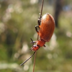 Ecnolagria grandis (Honeybrown beetle) at ANBG - 16 Nov 2021 by HelenCross