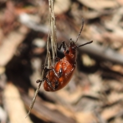 Ecnolagria grandis at Acton, ACT - 16 Nov 2021