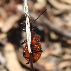 Ecnolagria grandis at Acton, ACT - 16 Nov 2021 12:59 PM