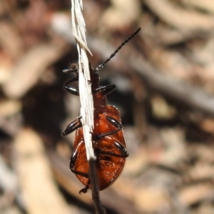 Ecnolagria grandis at Acton, ACT - 16 Nov 2021 12:59 PM