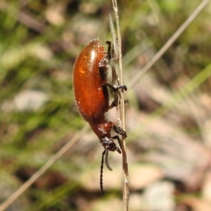 Ecnolagria grandis at Acton, ACT - 16 Nov 2021