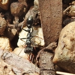 Myrmecia sp., pilosula-group (Jack jumper) at ANBG - 18 Nov 2021 by HelenCross