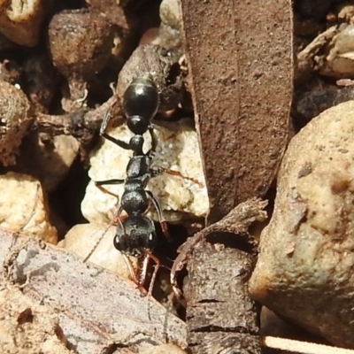 Myrmecia sp., pilosula-group (Jack jumper) at ANBG - 18 Nov 2021 by HelenCross