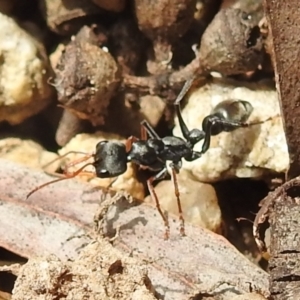 Myrmecia sp., pilosula-group at Acton, ACT - 18 Nov 2021 11:15 AM