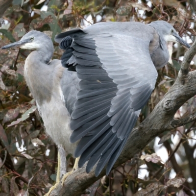 Egretta novaehollandiae (White-faced Heron) at Pialligo, ACT - 16 Nov 2021 by jbromilow50