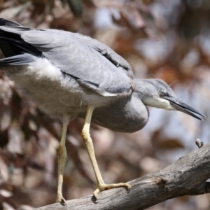 Egretta novaehollandiae at Pialligo, ACT - 17 Nov 2021