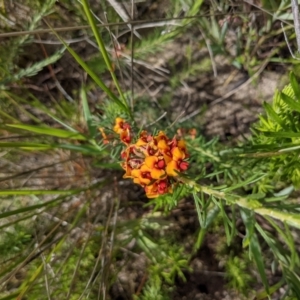 Dillwynia sp. at Tennent, ACT - 18 Nov 2021 10:17 AM