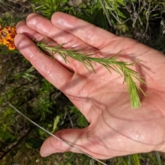 Dillwynia sp. at Tennent, ACT - 18 Nov 2021 10:17 AM