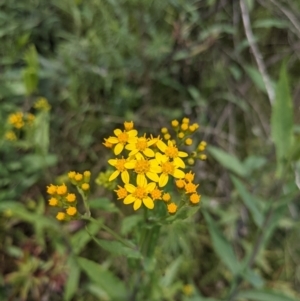 Senecio linearifolius var. latifolius at Tennent, ACT - 18 Nov 2021