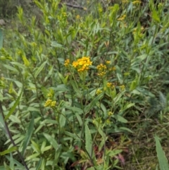 Senecio linearifolius var. latifolius at Tennent, ACT - 18 Nov 2021